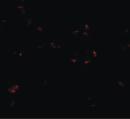 Immunofluorescence of WDR5 in 293 cells with WDR5 antibody at 20 ug/ml.