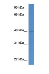 WDR5 antibody LS-C145257 Western blot of Mouse Pancreas lysate. Antibody concentration 1 ug/ml.