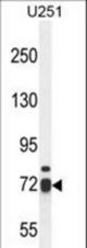 WDR76 Antibody western blot of U251 cell line lysates (35 ug/lane). The WDR76 antibody detected the WDR76 protein (arrow).