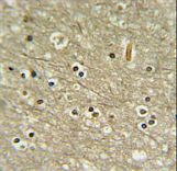 WDR82 Antibody IHC of formalin-fixed and paraffin-embedded human brain tissue followed by peroxidase-conjugated secondary antibody and DAB staining.