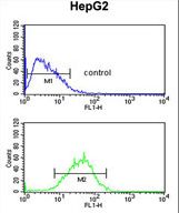 WDR82 Antibody flow cytometry of HepG2 cells (bottom histogram) compared to a negative control cell (top histogram). FITC-conjugated goat-anti-rabbit secondary antibodies were used for the analysis.