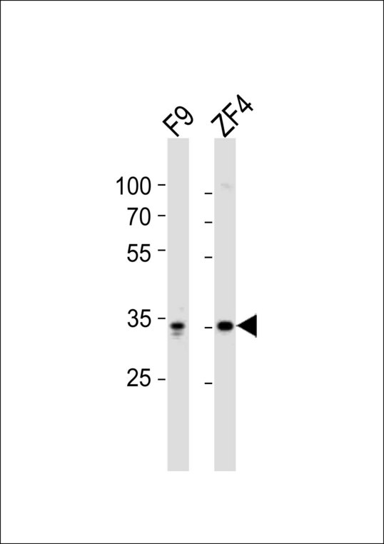 Western blot of lysates from mouse F9, Zebrafish ZF4 cell line (from left to right) with WDR82 Antibody. Antibody was diluted at 1:1000 at each lane. A goat anti-rabbit IgG H&L (HRP) at 1:10000 dilution was used as the secondary antibody. Lysates at 20 ug per lane.