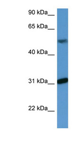 WDR83 antibody LS-C135789 Western blot of Fetal Liver lysate.
