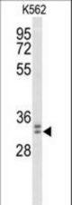 Western blot of MORG1 Antibody in K562 cell line lysates (35 ug/lane). MORG1 (arrow) was detected using the purified antibody.