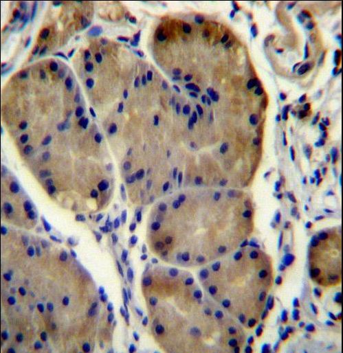 WDR86 Antibody immunohistochemistry of formalin-fixed and paraffin-embedded human stomach tissue followed by peroxidase-conjugated secondary antibody and DAB staining.