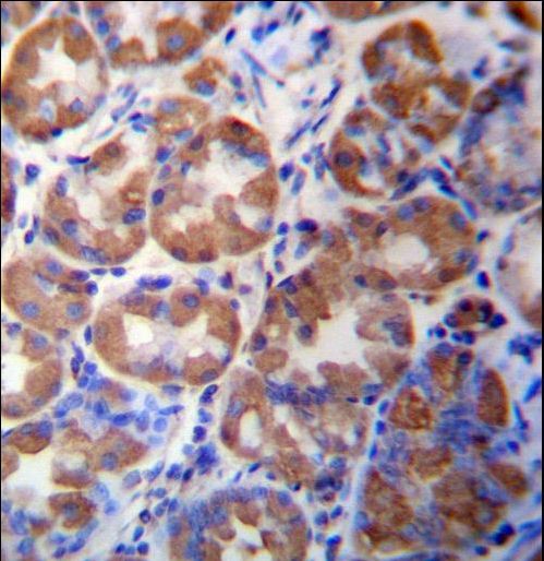 WDR89 Antibody immunohistochemistry of formalin-fixed and paraffin-embedded human stomach tissue followed by peroxidase-conjugated secondary antibody and DAB staining.