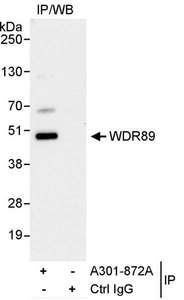 Detection of Human WDR89 by Western Blot of Immunoprecipitates. Samples: Whole cell lysate (1 mg for IP, 20% of IP loaded) from HeLa cells. Antibody: Affinity purified rabbit anti-WDR89 antibody used for IP at 3 ug/mg lysate. For blotting immunoprecipitated WDR89, was used at 0.1 ug/ml. Detection: Chemiluminescence with an exposure time of 10 seconds.