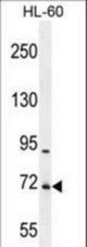 WDR93 Antibody western blot of HL-60 cell line lysates (35 ug/lane). The WDR93 antibody detected the WDR93 protein (arrow).