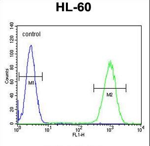 WDR93 Antibody flow cytometry of HL-60 cells (right histogram) compared to a negative control cell (left histogram). FITC-conjugated goat-anti-rabbit secondary antibodies were used for the analysis.