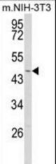 Western blot of WDSUB1 Antibody in NIH-3T3 cell line lysates (35 ug/lane). WDSUB1 (arrow) was detected using the purified antibody.