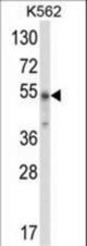 Western blot of WDSUB1 Antibody in K562 cell line lysates (35 ug/lane). WDSUB1 (arrow) was detected using the purified antibody.