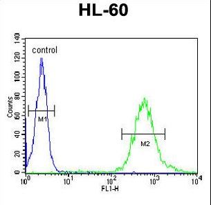 WDTC1 Antibody flow cytometry of HL-60 cells (right histogram) compared to a negative control cell (left histogram). FITC-conjugated goat-anti-rabbit secondary antibodies were used for the analysis.