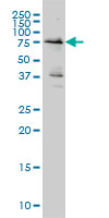 WEE1 monoclonal antibody (M01A), clone 5B6 Western Blot analysis of WEE1 expression in HeLa NE.