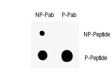 Dot blot of anti-Phospho-Wee1-S123 Antibody on nitrocellulose membrane. 50ng of Phospho-peptide or Non Phospho-peptide per dot were adsorbed. Antibodies working concentration was 0.5ug per ml.