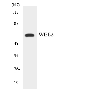 Western blot of the lysates from K562 cells using WEE2 antibody.