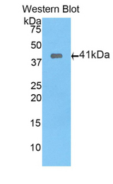 Western blot of recombinant WFDC5 / PRG5.