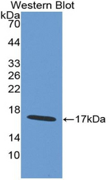 Western blot of recombinant WFDC5 / PRG5.