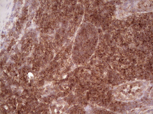 IHC of paraffin-embedded Human tonsil using anti-WIBG mouse monoclonal antibody. (Heat-induced epitope retrieval by 1 mM EDTA in 10mM Tris, pH8.5, 120°C for 3min).