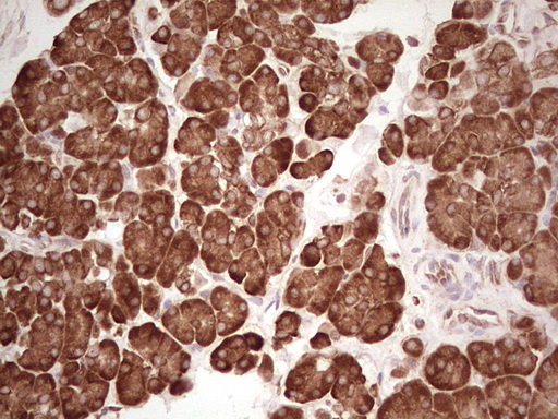 IHC of paraffin-embedded Human pancreas tissue using anti-WIBG mouse monoclonal antibody. (Heat-induced epitope retrieval by 1 mM EDTA in 10mM Tris, pH8.5, 120°C for 3min).