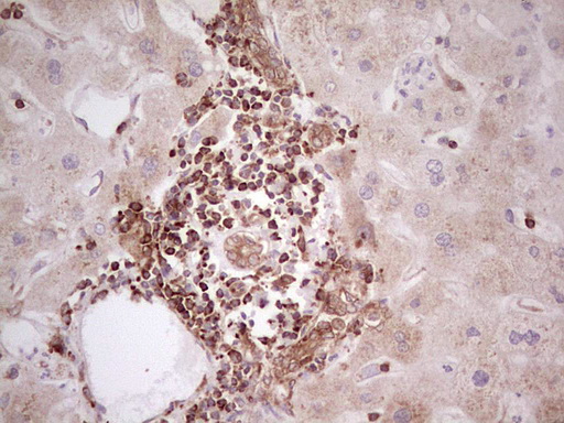 IHC of paraffin-embedded Human liver tissue using anti-WIBG mouse monoclonal antibody. (Heat-induced epitope retrieval by 1 mM EDTA in 10mM Tris, pH8.5, 120°C for 3min).