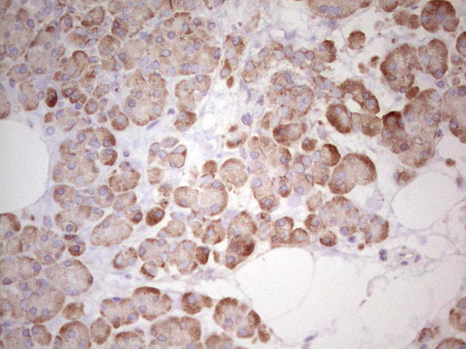 IHC of paraffin-embedded Human pancreas tissue using anti-WIBG mouse monoclonal antibody. (Heat-induced epitope retrieval by 1 mM EDTA in 10mM Tris, pH8.5, 120°C for 3min).