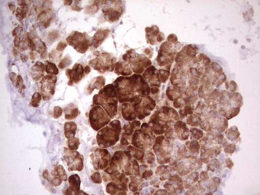 IHC of paraffin-embedded Human pancreas tissue using anti-WIBG mouse monoclonal antibody. (Heat-induced epitope retrieval by 1 mM EDTA in 10mM Tris, pH8.5, 120°C for 3min).
