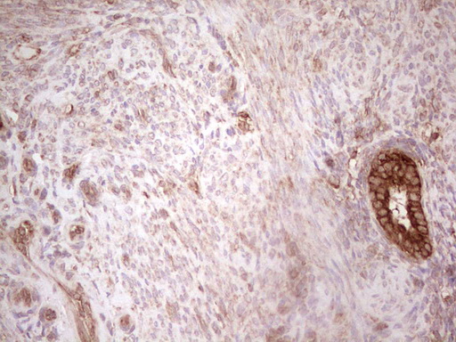IHC of paraffin-embedded Human endometrium tissue using anti-WIBG mouse monoclonal antibody. (Heat-induced epitope retrieval by 1 mM EDTA in 10mM Tris, pH8.5, 120°C for 3min).