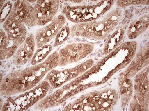 IHC of paraffin-embedded Human Kidney tissue using anti-WIBG mouse monoclonal antibody. (Heat-induced epitope retrieval by 1 mM EDTA in 10mM Tris, pH8.5, 120°C for 3min).