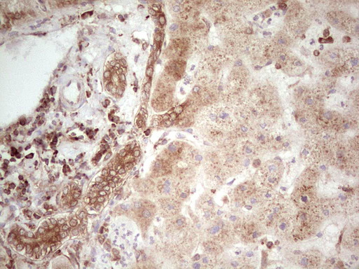 IHC of paraffin-embedded Human liver tissue using anti-WIBG mouse monoclonal antibody. (Heat-induced epitope retrieval by 1 mM EDTA in 10mM Tris, pH8.5, 120°C for 3min).
