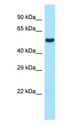 WIPF1 / WIP antibody Western Blot of Rat Small Intestine.