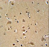 WIPF2 antibody immunohistochemistry of formalin-fixed and paraffin-embedded human brain tissue followed by peroxidase-conjugated secondary antibody and DAB staining.