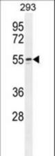 WIPF2 Antibody western blot of 293 cell line lysates (35 ug/lane). The WIPF2 antibody detected the WIPF2 protein (arrow).