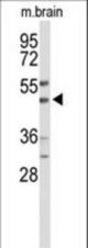 Western blot of WIPI2 Antibody in mouse brain tissue lysates (35 ug/lane). WIPI2 (arrow) was detected using the purified antibody.