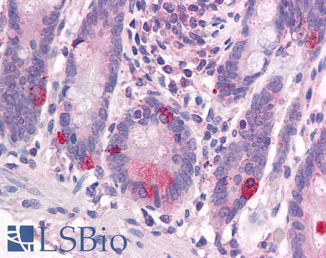 Anti-WNT1 antibody LS-A8568 IHC of human small intestine. Immunohistochemistry of formalin-fixed, paraffin-embedded tissue after heat-induced antigen retrieval.