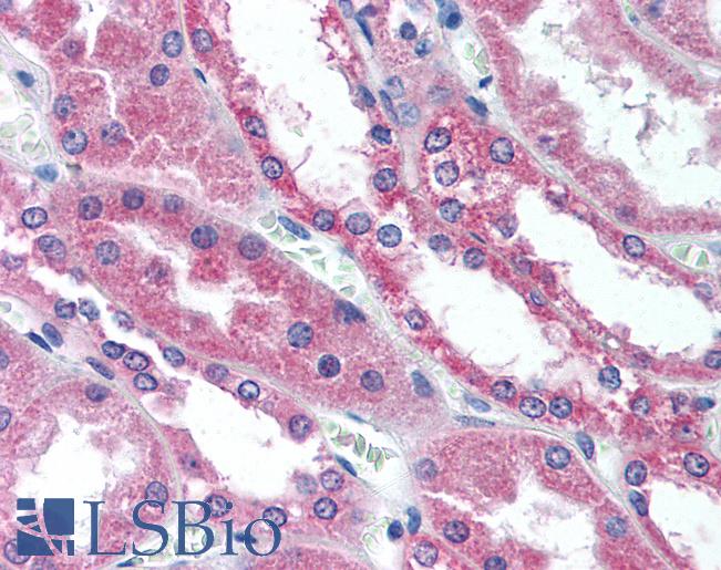 Anti-WNT1 antibody LS-A8568 IHC of human kidney. Immunohistochemistry of formalin-fixed, paraffin-embedded tissue after heat-induced antigen retrieval.