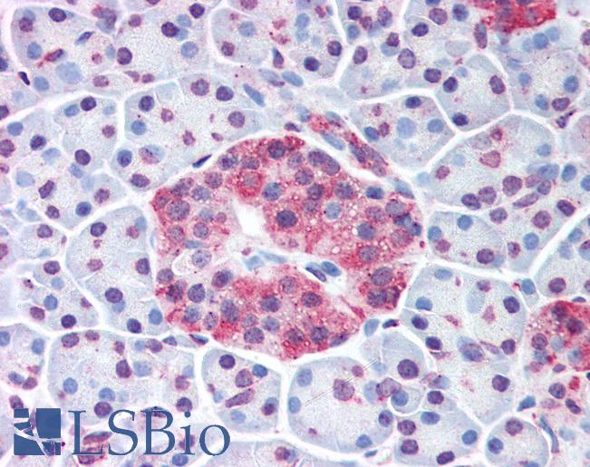 Anti-WNT10A antibody LS-A9075 IHC of human pancreatic islet. Immunohistochemistry of formalin-fixed, paraffin-embedded tissue after heat-induced antigen retrieval.