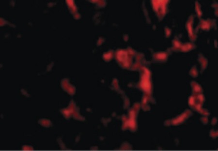 Immunofluorescence of Wnt10a in Human Skeletal Muscle cells with Wnt10a antibody at 20 ug/ml.
