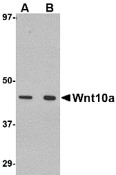 Western blot of Wnt10a in RAW264.7 cell lysate with Wnt10a antibody at (A) 1 and (B) 2 ug/ml.