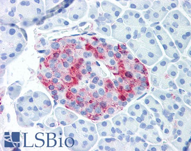 Anti-WNT10A antibody LS-A9076 IHC of human pancreatic islet. Immunohistochemistry of formalin-fixed, paraffin-embedded tissue after heat-induced antigen retrieval.