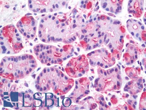 Human Stomach: Formalin-Fixed, Paraffin-Embedded (FFPE)