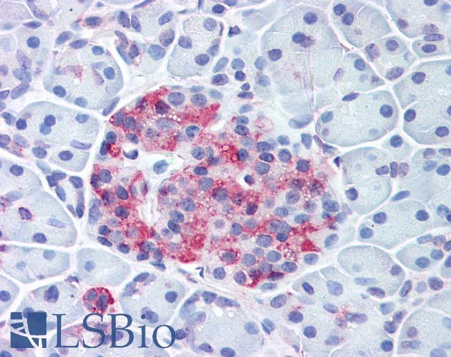 Anti-WNT10A antibody LS-A9077 IHC of human pancreas, islet. Immunohistochemistry of formalin-fixed, paraffin-embedded tissue after heat-induced antigen retrieval.
