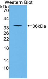 Western blot of recombinant WNT10B.