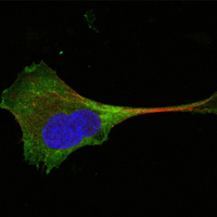 Confocal immunofluorescence of PANC-1 cells using WNT10B mouse monoclonal antibody (green). Red: Actin filaments have been labeled with Alexa Fluor-555 phalloidin. Blue: DRAQ5 fluorescent DNA dye.