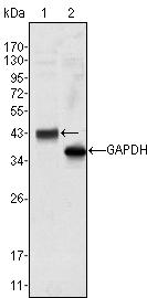 Western blot using WNT10B mouse monoclonal antibody against HeLa cell lysate (1).