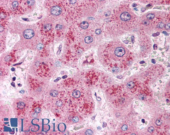 Anti-WNT11 antibody LS-A8544 IHC of human liver. Immunohistochemistry of formalin-fixed, paraffin-embedded tissue after heat-induced antigen retrieval.
