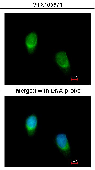 Immunofluorescence of paraformaldehyde-fixed HeLa using WNT11 antibody at 1:200 dilution.