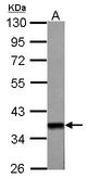 Sample (50 ug of whole cell lysate). A: mouse heart. 10% SDS PAGE. WNT11 antibody diluted at 1:1000.