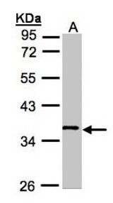 Sample (30 ug whole cell lysate). A: Hep G2 . 10% SDS PAGE. WNT11 antibody diluted at 1:1000