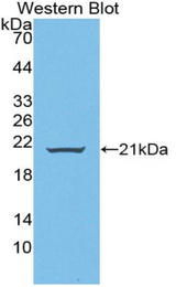 Western blot of recombinant WNT11.
