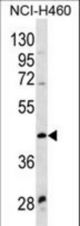 WNT9A Antibody western blot of NCI-H460 cell line lysates (35 ug/lane). The WNT9A antibody detected the WNT9A protein (arrow).